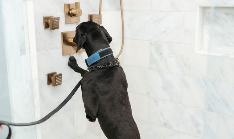 K9 Mold detection dog alerted by mold behind bath shower fixtures