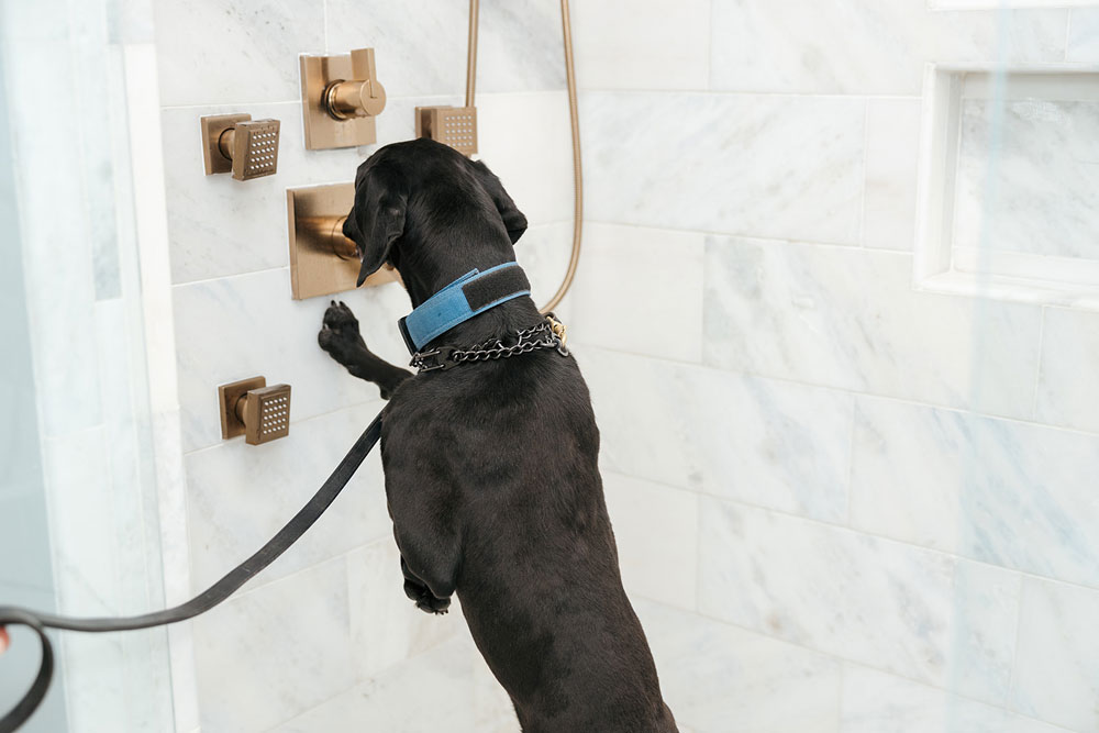 K9 Mold detection dog alerted by mold behind bath shower fixtures