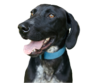 Scout - Mold Detection dog